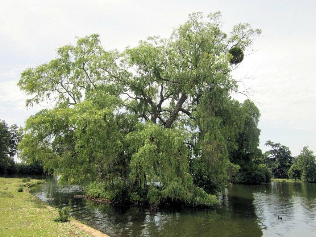 privacy plants for wet soil 1