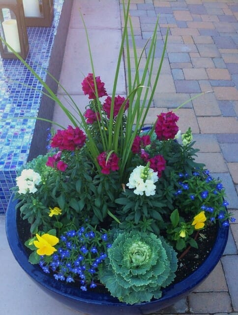 potted plants for arizona winter 2