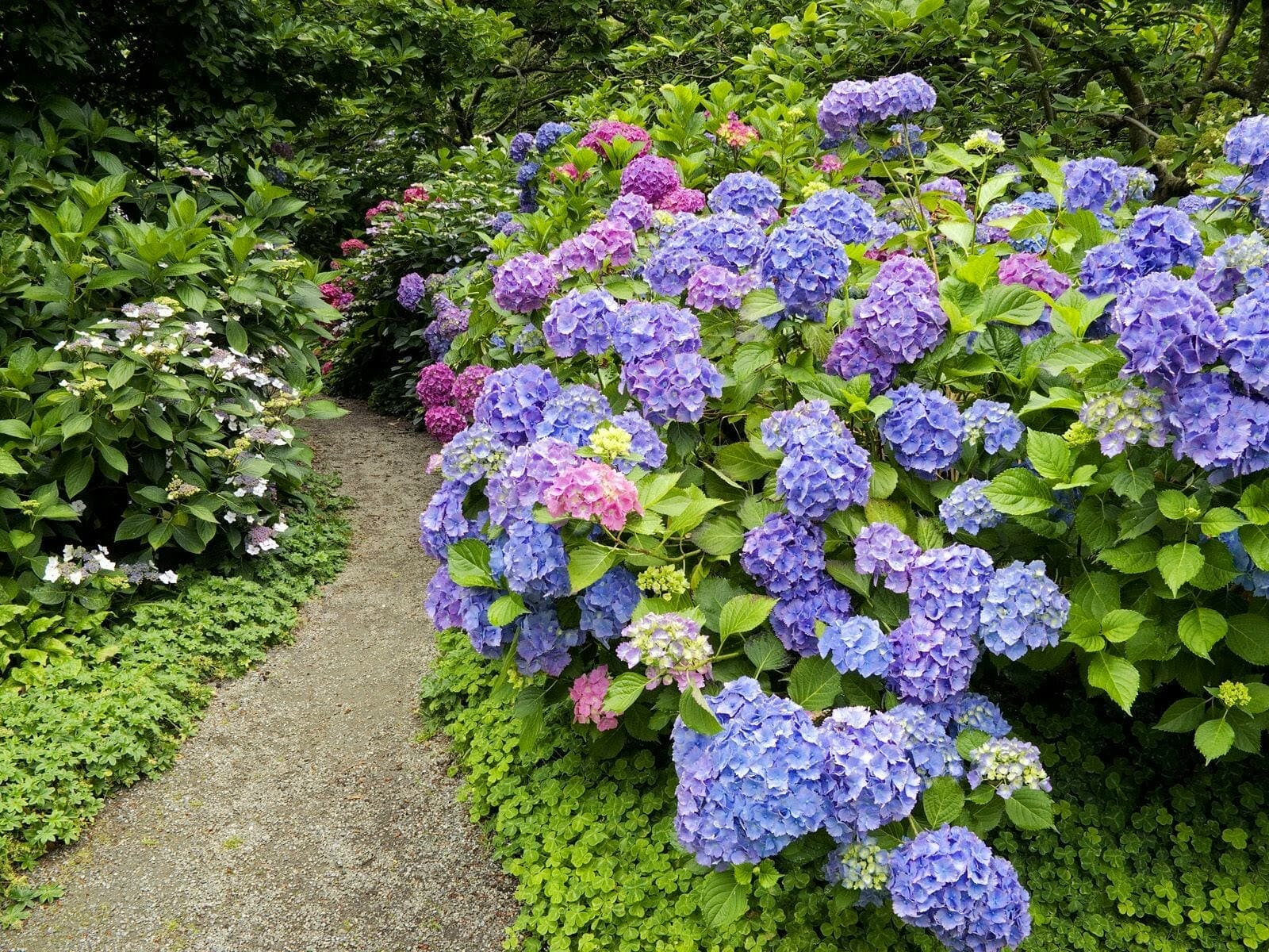 10 Best Compost For Hydrangeas In 2023 The Wrench Finder