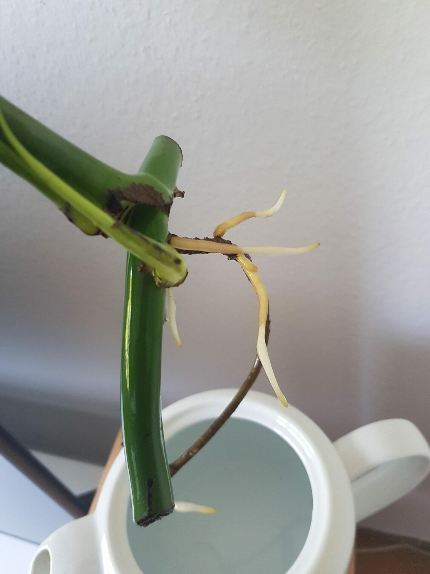 10 Best Soil For Monstera Plant In 2023 The Wrench Finder