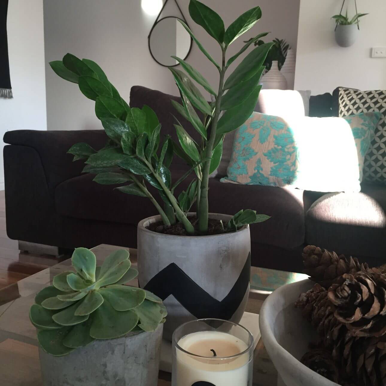 coffee table plants 2