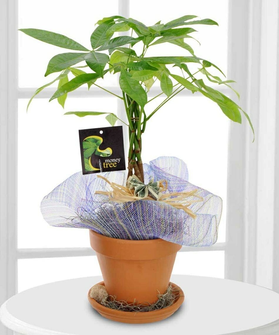 plant for housewarming 1