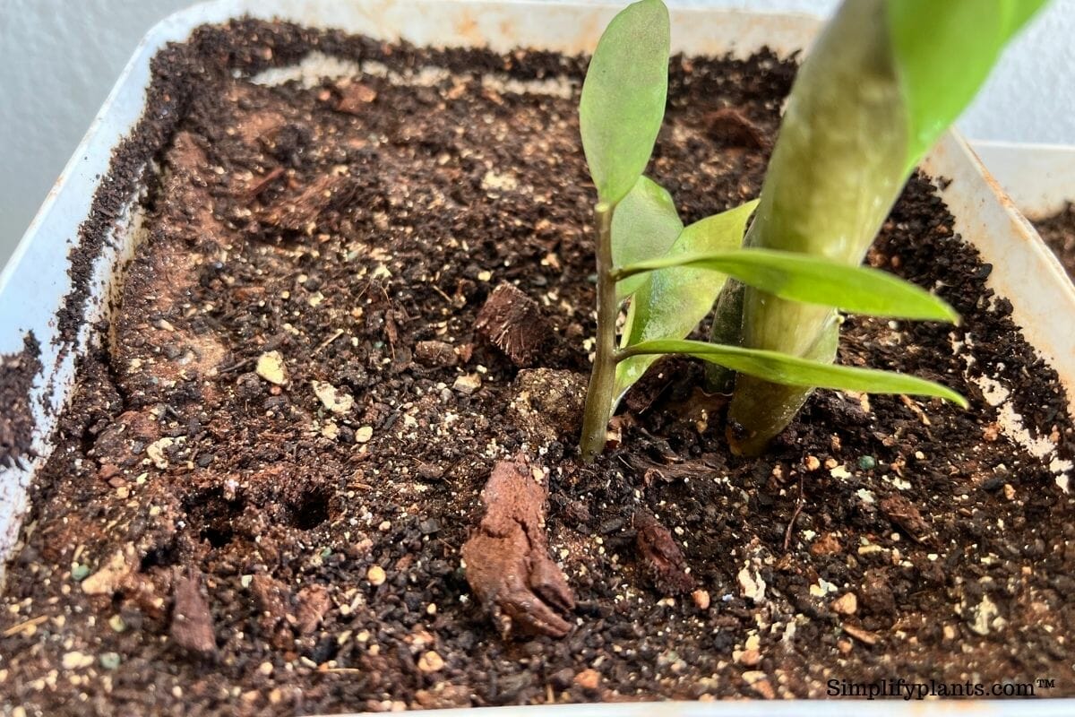 soil for zz plant 1